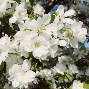 Montreal Beauty' Crabapple Tree Ornamental Trees