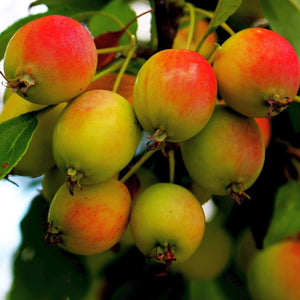 Montreal Beauty' Crabapple Tree Ornamental Trees