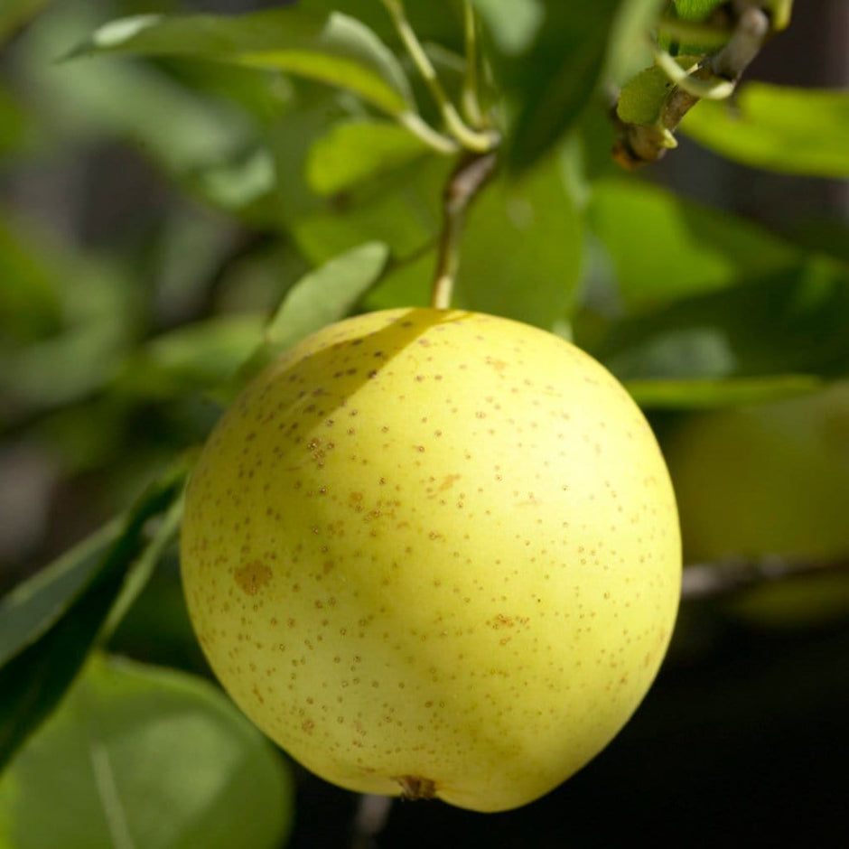 Nashi Pear Trees: Discover Asian Pears – Roots Plants