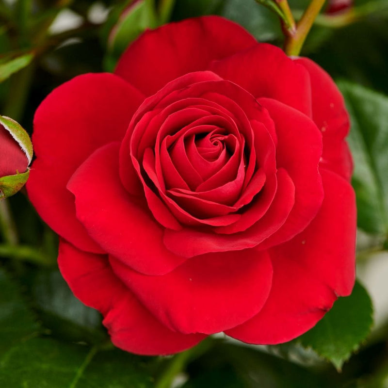 Parade Nicoline' Patio Shrub Rose Shrubs