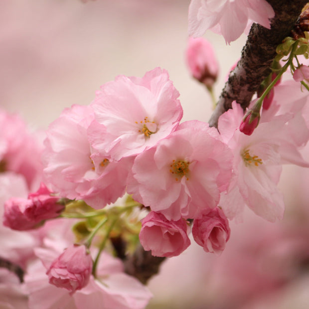Kurilensis Ruby' Cherry Blossom Tree | Prunus nipponica Ornamental Trees