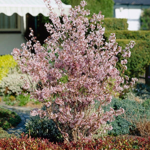 Kurilensis Ruby' Cherry Blossom Tree | Prunus nipponica Ornamental Trees
