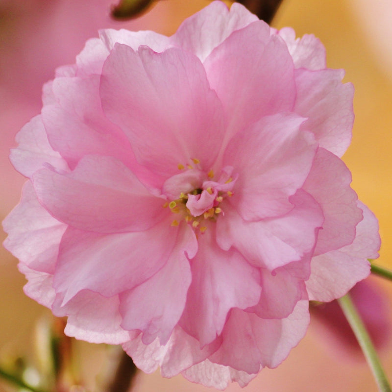 Kurilensis Ruby' Cherry Blossom Tree | Prunus nipponica Ornamental Trees