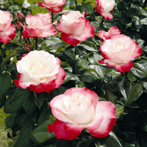 Nostalgia' Hybrid Tea Rose Shrubs