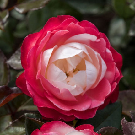 Nostalgia' Hybrid Tea Rose Shrubs