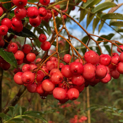 Vilmorinii Rowan Tree | Sorbus Ornamental Trees