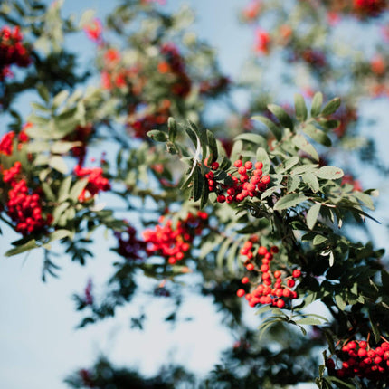 Vilmorinii Rowan Tree | Sorbus Ornamental Trees
