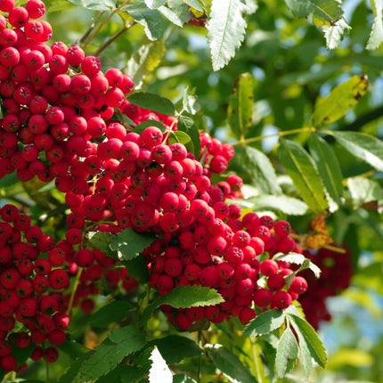 Vilmorinii Rowan Tree | Sorbus Ornamental Trees