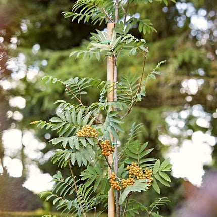 Joseph Rock Rowan Tree | Sorbus Ornamental Trees