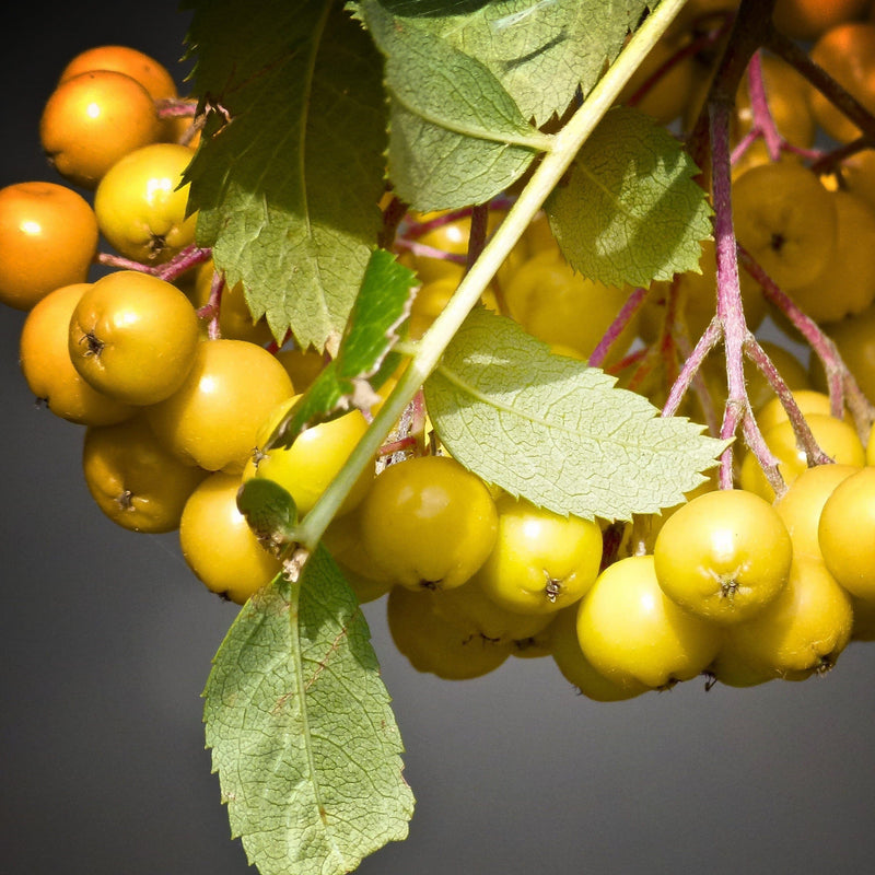 Joseph Rock Rowan Tree | Sorbus Ornamental Trees