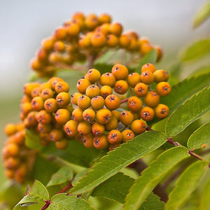 Joseph Rock Rowan Tree | Sorbus Ornamental Trees