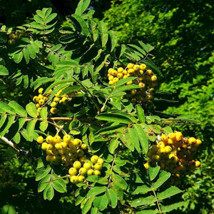 Joseph Rock Rowan Tree | Sorbus Ornamental Trees