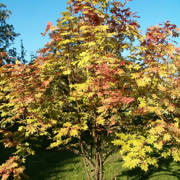 Scarlet Japanese Rowan Tree | Sorbus commixta 'Embley' Ornamental Trees