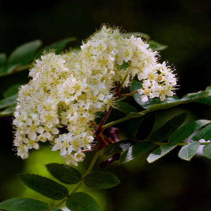 Vilmorinii Rowan Tree | Sorbus Ornamental Trees