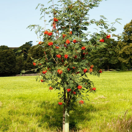 Mountain Ash Rowan Tree | Sorbus aucuparia Ornamental Trees