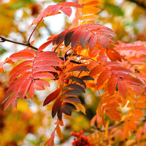 Mountain Ash Rowan Tree | Sorbus aucuparia Ornamental Trees