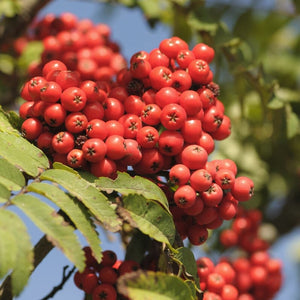 Mountain Ash Rowan Tree | Sorbus aucuparia Ornamental Trees