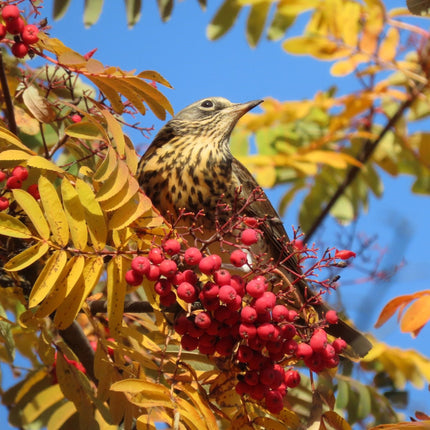 Mountain Ash Rowan Tree | Sorbus aucuparia Ornamental Trees