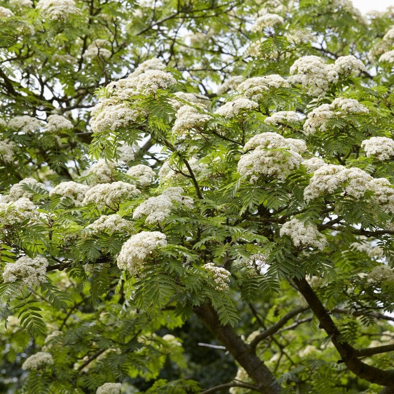 Rowan Tree Planting Mountain Ash Rowan Tree | Shop UK Grown Sorbus aucuparia – Roots Plants