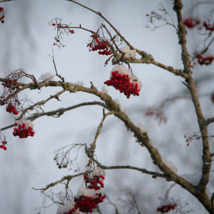 Mountain Ash Rowan Tree | Sorbus aucuparia Ornamental Trees