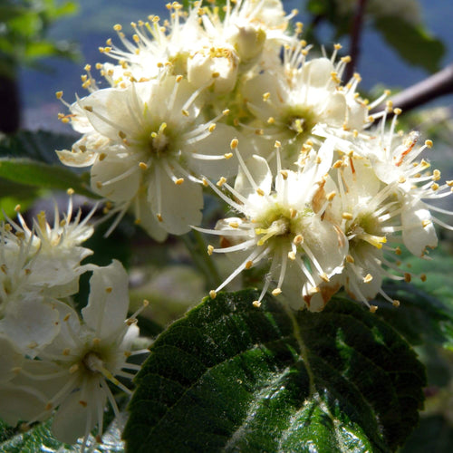 Whitebeam Tree | Sorbus aria 'Lutescens' Ornamental Trees