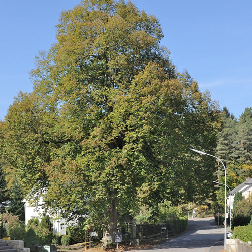 Large-leaved Lime Tree | Tilia platyphyllos Ornamental Trees
