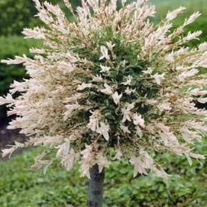 Flamingo Willow | Salix Integra Hakuro Nishiki Ornamental Trees