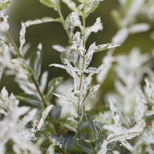 Flamingo Willow | Salix Integra Hakuro Nishiki Ornamental Trees