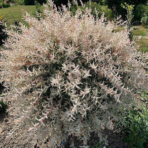 Flamingo Willow | Salix Integra Hakuro Nishiki Ornamental Trees