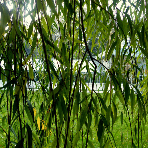 Golden Weeping Willow Hedging | Salix chrysocoma Shrubs