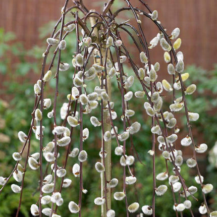 Kilmarnock Dwarf Weeping Willow Tree | Salix Caprea Ornamental Trees