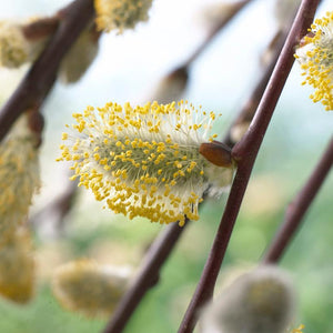 Kilmarnock Dwarf Weeping Willow Tree | Salix Caprea Ornamental Trees