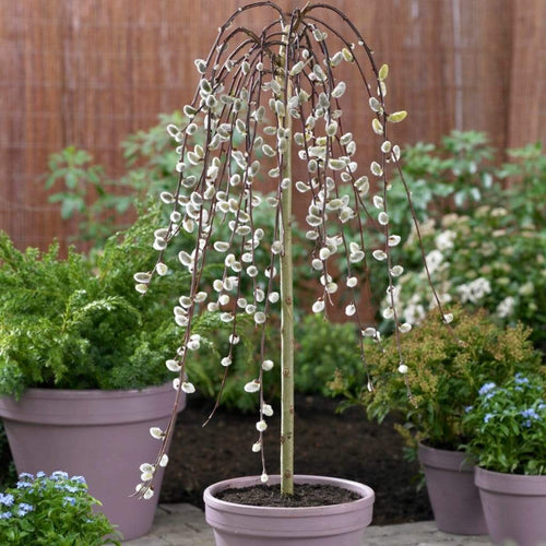 Best Trees For Small Gardens Value Pack Ornamental Trees