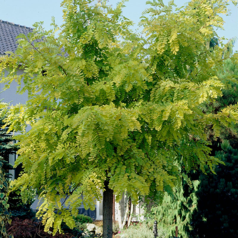 Golden False Acacia | Robinia pseudoacacia 'Frisia' Ornamental Trees