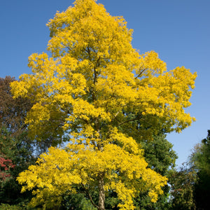 Golden False Acacia | Robinia pseudoacacia 'Frisia' Ornamental Trees