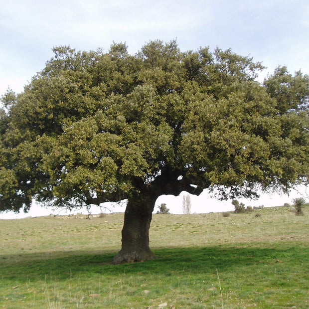 Evergreen Oak Tree | Quercus Ilex Ornamental Trees
