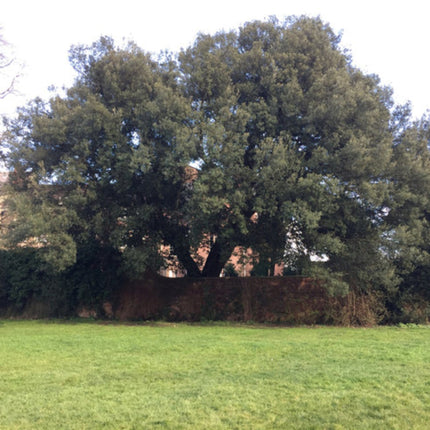 Evergreen Oak Tree | Quercus Ilex Ornamental Trees