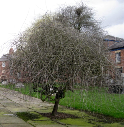Ornamental Weeping Silver Pear Tree | Pyrus salicifolia 'Pendula' Ornamental Trees