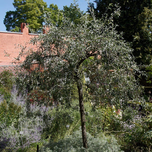 Ornamental Weeping Silver Pear Tree | Pyrus salicifolia 'Pendula' Ornamental Trees
