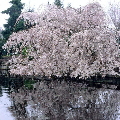 Weeping Yoshino Cherry Blossom Tree | Prunus Yedoensis Ornamental Trees