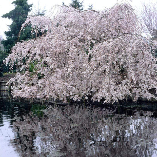 Weeping Yoshino Cherry Blossom Tree | Prunus Yedoensis Ornamental Trees
