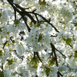 Weeping Yoshino Cherry Blossom Tree | Prunus Yedoensis Ornamental Trees