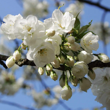 Weeping Yoshino Cherry Blossom Tree | Prunus Yedoensis Ornamental Trees