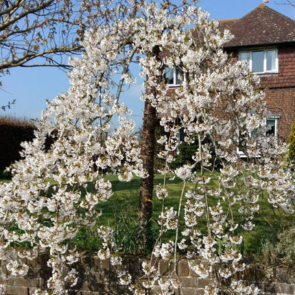 Dwarf Weeping Yoshino Cherry | Prunus yedoensis 'Ivensii' Ornamental Trees