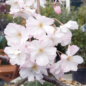 Dwarf Weeping Yoshino Cherry | Prunus yedoensis 'Ivensii' Ornamental Trees