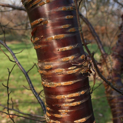 Tibetan Cherry Tree | Prunus Serrula Ornamental Trees