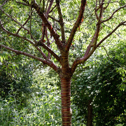 Tibetan Cherry Tree | Prunus Serrula Ornamental Trees