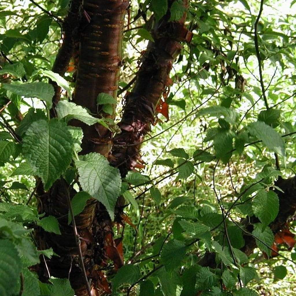 Multi Stem Tibetan Cherry Tree | Prunus Serrula - Roots Plants
