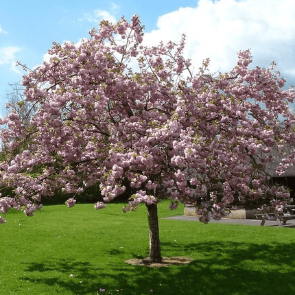 Pink Perfection Cherry Blossom Tree Ornamental Trees