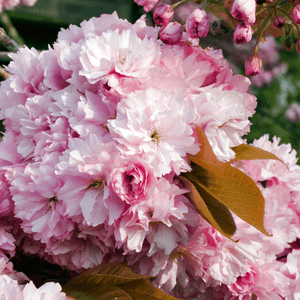 Pink Perfection Cherry Blossom Tree Ornamental Trees